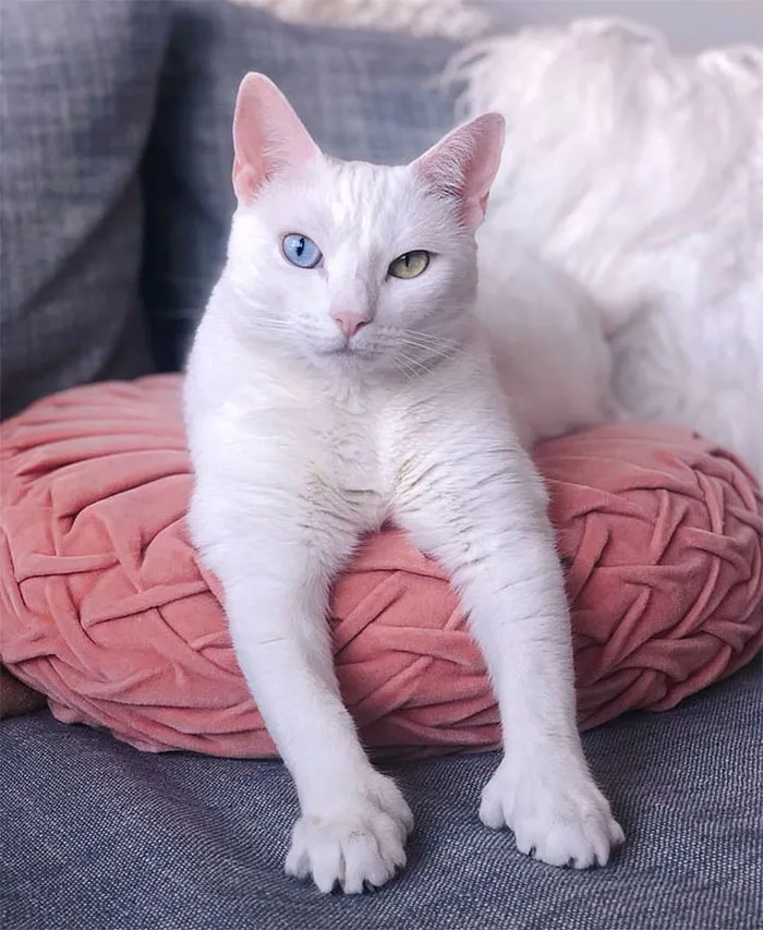 Cat With Heterochromia And Extra Toes Was Neglected And Abandoned By Previous Owners, Now Is An Instagram Star (30 Pics)