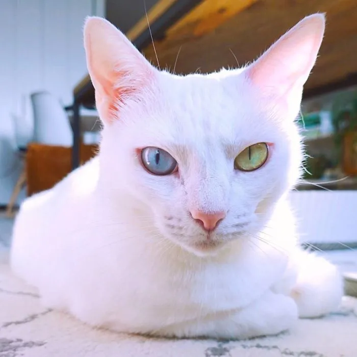 Cat With Heterochromia And Extra Toes Was Neglected And Abandoned By Previous Owners, Now Is An Instagram Star (30 Pics)