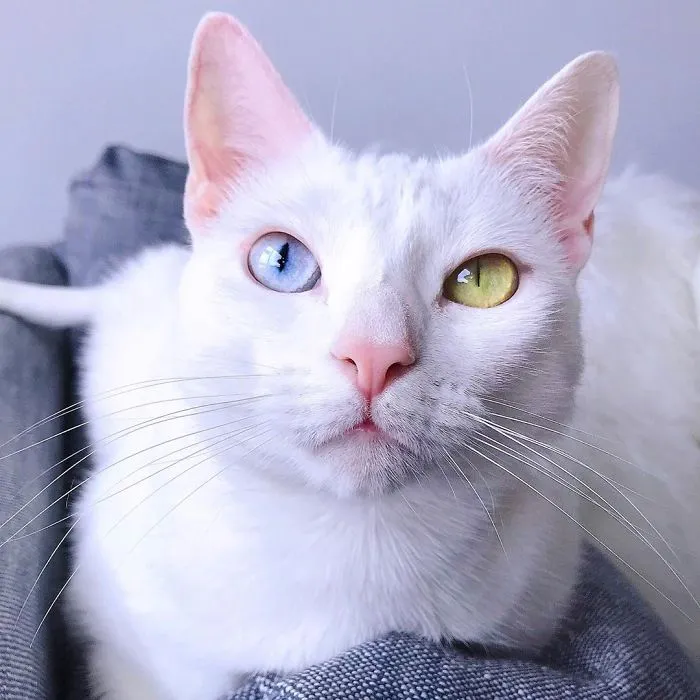 Cat With Heterochromia And Extra Toes Was Neglected And Abandoned By Previous Owners, Now Is An Instagram Star (30 Pics)