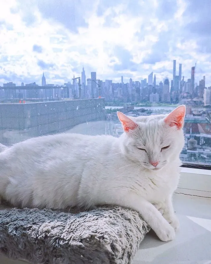 Cat With Heterochromia And Extra Toes Was Neglected And Abandoned By Previous Owners, Now Is An Instagram Star (30 Pics)