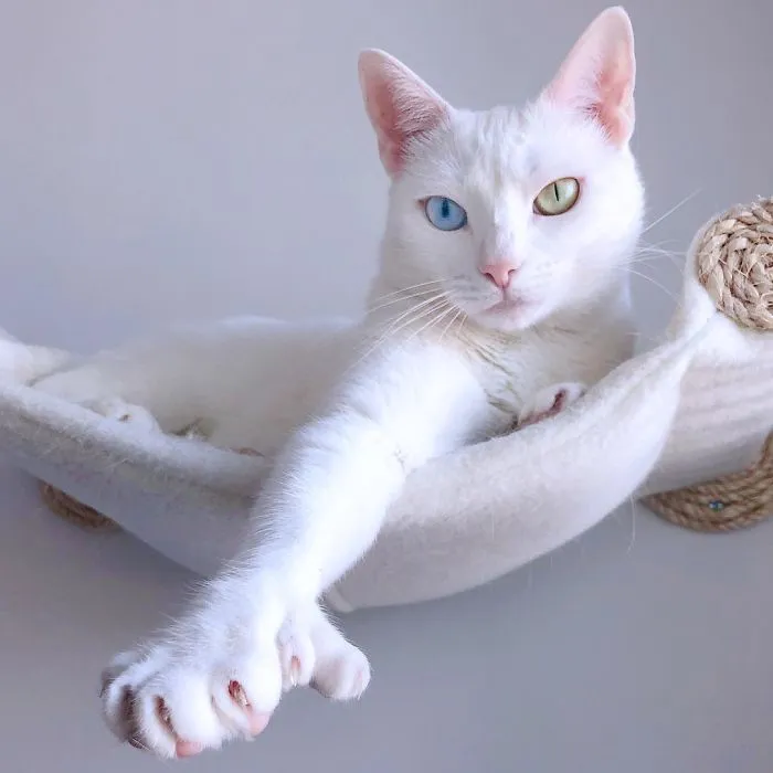 Cat With Heterochromia And Extra Toes Was Neglected And Abandoned By Previous Owners, Now Is An Instagram Star (30 Pics)