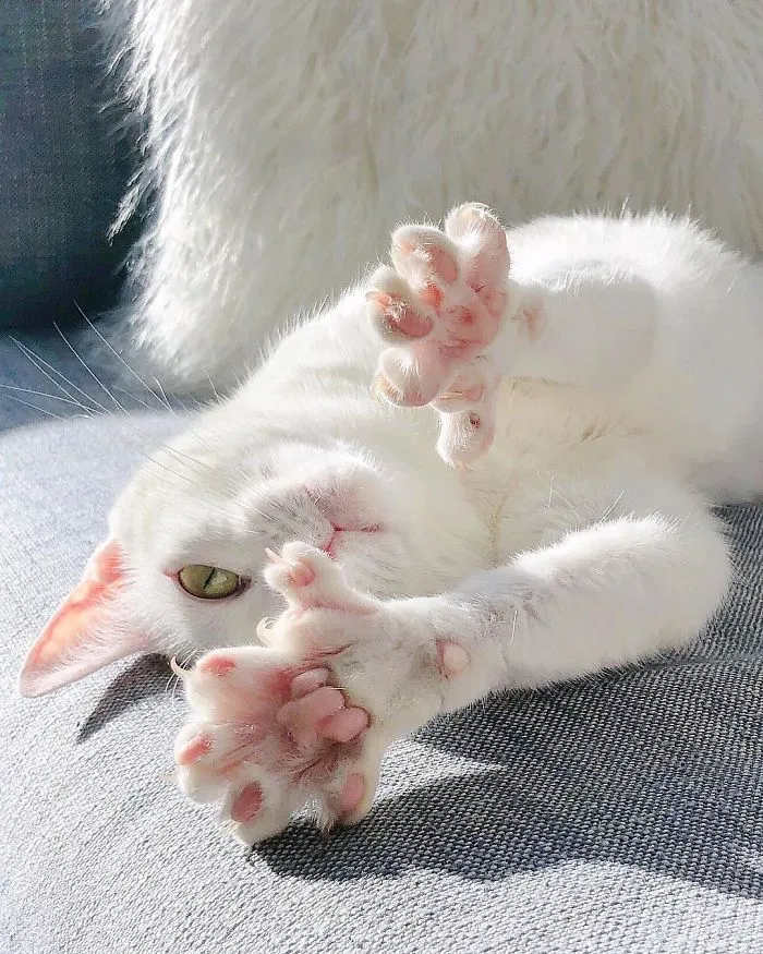 Cat With Heterochromia And Extra Toes Was Neglected And Abandoned By Previous Owners, Now Is An Instagram Star (30 Pics)