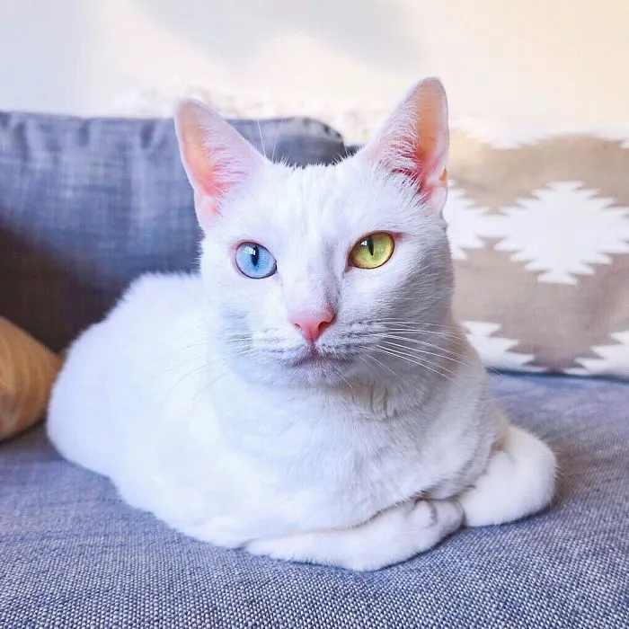 Cat With Heterochromia And Extra Toes Was Neglected And Abandoned By Previous Owners, Now Is An Instagram Star (30 Pics)