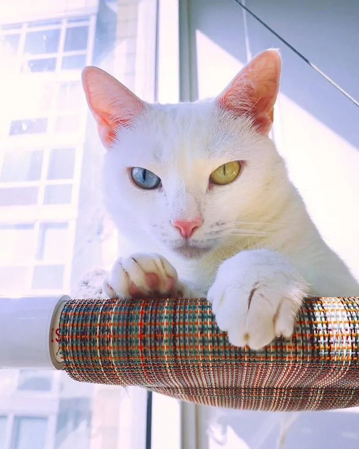 Cat With Heterochromia And Extra Toes Was Neglected And Abandoned By Previous Owners, Now Is An Instagram Star (30 Pics)