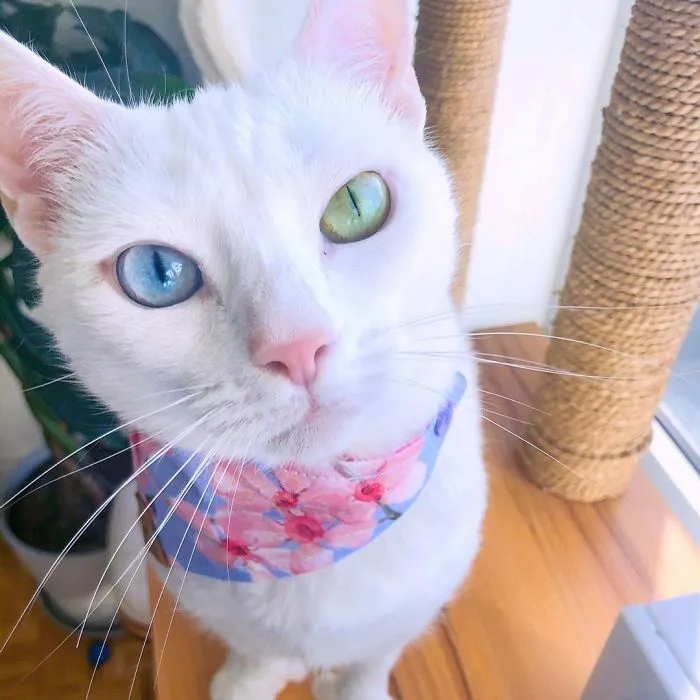 Cat With Heterochromia And Extra Toes Was Neglected And Abandoned By Previous Owners, Now Is An Instagram Star (30 Pics)