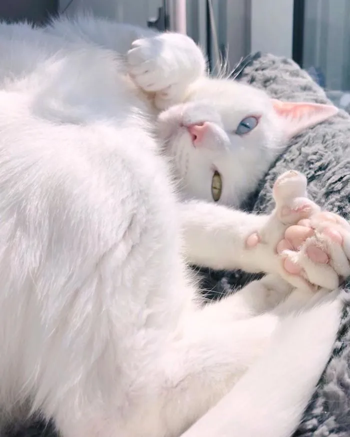 Cat With Heterochromia And Extra Toes Was Neglected And Abandoned By Previous Owners, Now Is An Instagram Star (30 Pics)