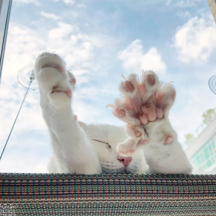 Cat With Heterochromia And Extra Toes Was Neglected And Abandoned By Previous Owners, Now Is An Instagram Star (30 Pics)