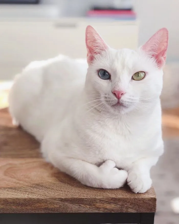 Cat With Heterochromia And Extra Toes Was Neglected And Abandoned By Previous Owners, Now Is An Instagram Star (30 Pics)