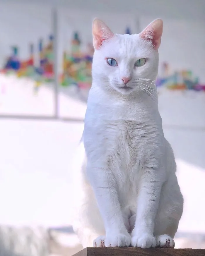 Cat With Heterochromia And Extra Toes Was Neglected And Abandoned By Previous Owners, Now Is An Instagram Star (30 Pics)