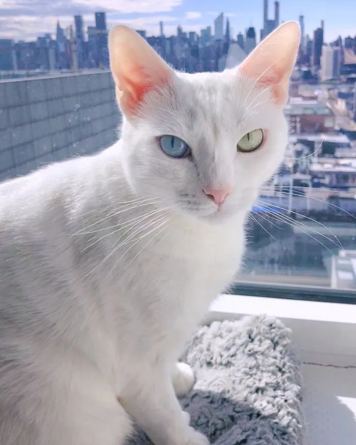 Cat With Heterochromia And Extra Toes Was Neglected And Abandoned By Previous Owners, Now Is An Instagram Star (30 Pics)
