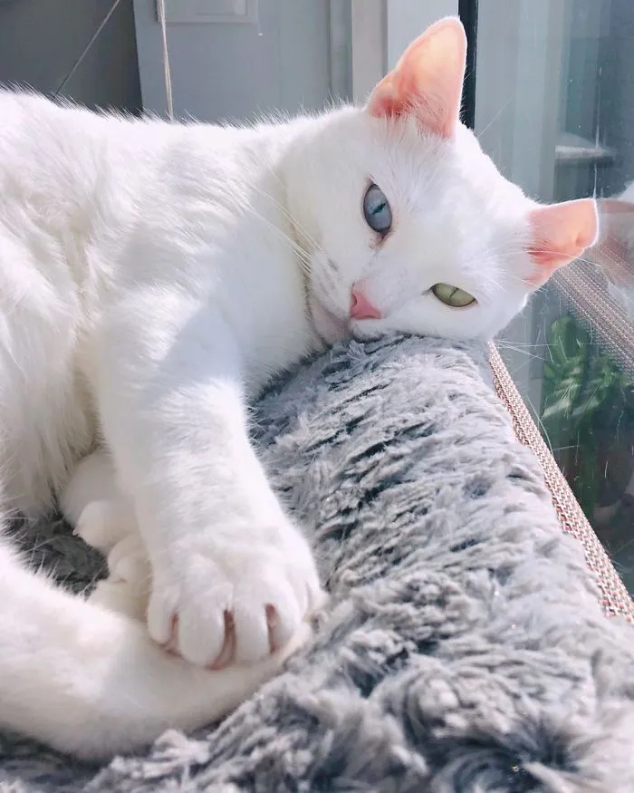 Cat With Heterochromia And Extra Toes Was Neglected And Abandoned By Previous Owners, Now Is An Instagram Star (30 Pics)