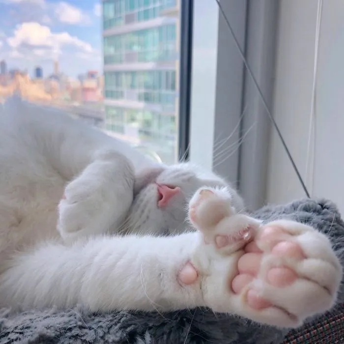 Cat With Heterochromia And Extra Toes Was Neglected And Abandoned By Previous Owners, Now Is An Instagram Star (30 Pics)