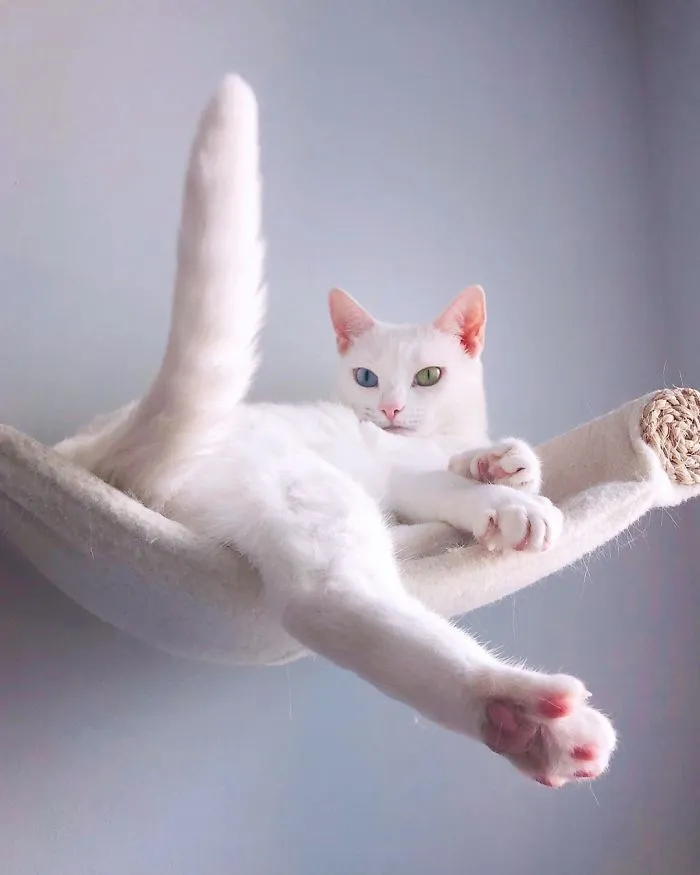 Cat With Heterochromia And Extra Toes Was Neglected And Abandoned By Previous Owners, Now Is An Instagram Star (30 Pics)