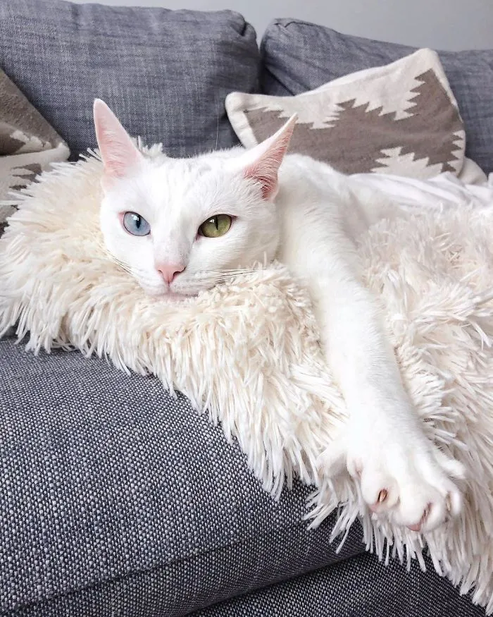 Cat With Heterochromia And Extra Toes Was Neglected And Abandoned By Previous Owners, Now Is An Instagram Star (30 Pics)