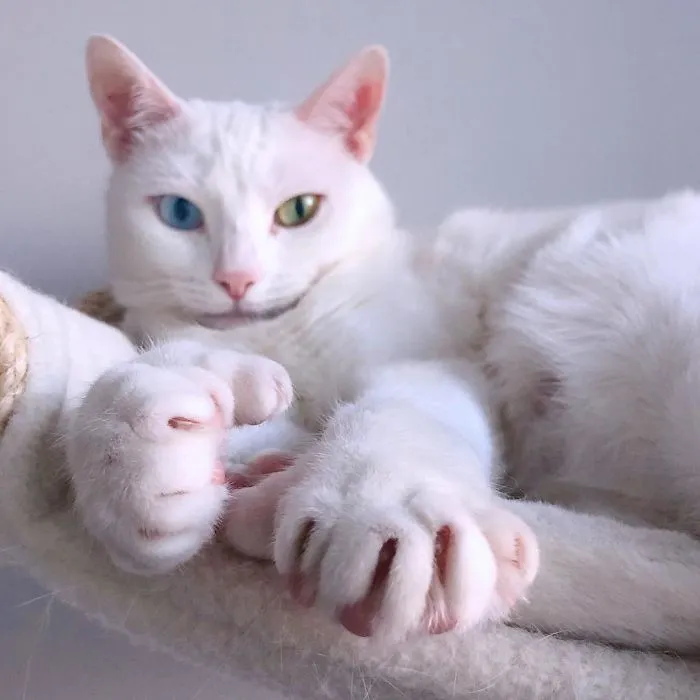 Cat With Heterochromia And Extra Toes Was Neglected And Abandoned By Previous Owners, Now Is An Instagram Star (30 Pics)