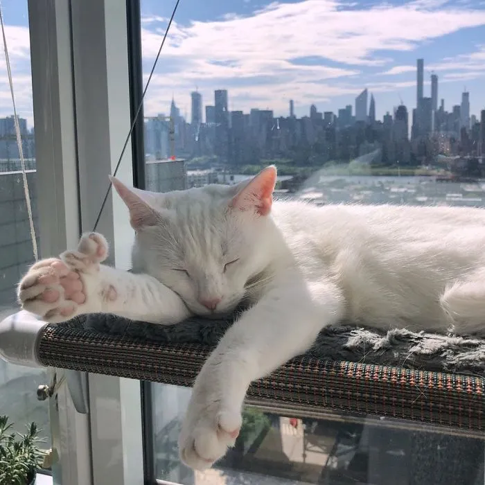 Cat With Heterochromia And Extra Toes Was Neglected And Abandoned By Previous Owners, Now Is An Instagram Star (30 Pics)