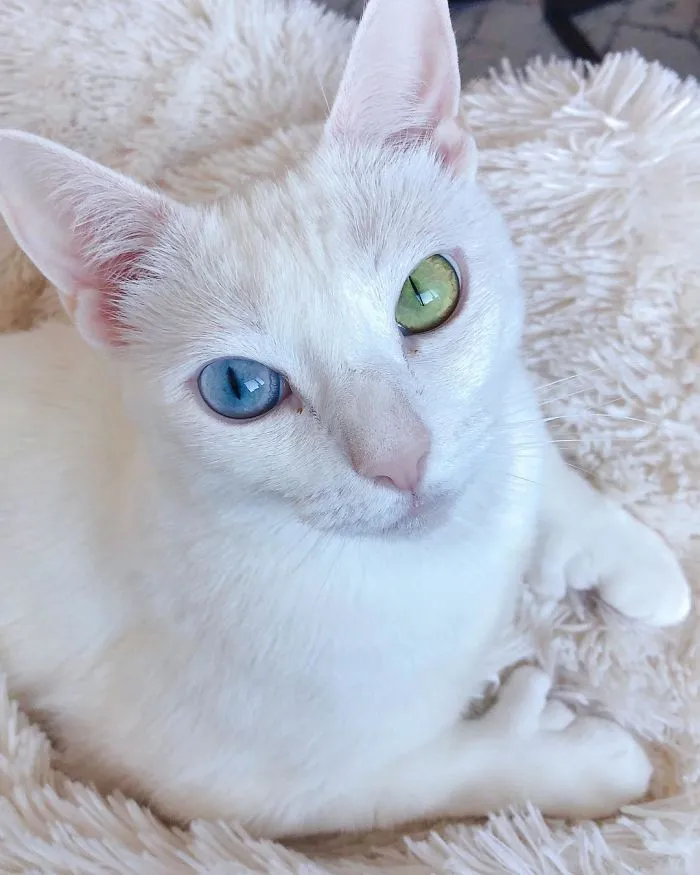 Cat With Heterochromia And Extra Toes Was Neglected And Abandoned By Previous Owners, Now Is An Instagram Star (30 Pics)