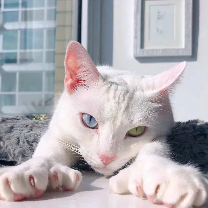 Cat With Heterochromia And Extra Toes Was Neglected And Abandoned By Previous Owners, Now Is An Instagram Star (30 Pics)