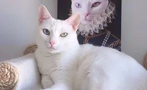 Cat With Heterochromia And Extra Toes Was Neglected And Abandoned By Previous Owners, Now Is An Instagram Star (30 Pics)
