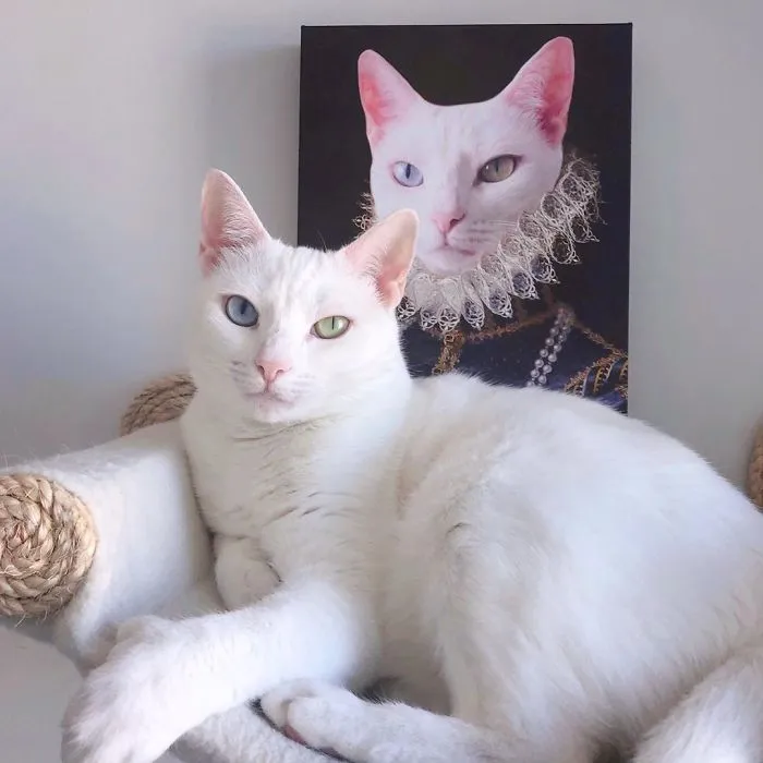 Cat With Heterochromia And Extra Toes Was Neglected And Abandoned By Previous Owners, Now Is An Instagram Star (30 Pics)