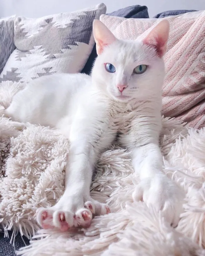 Cat With Heterochromia And Extra Toes Was Neglected And Abandoned By Previous Owners, Now Is An Instagram Star (30 Pics)
