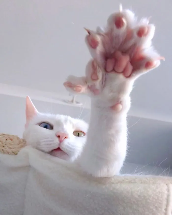 Cat With Heterochromia And Extra Toes Was Neglected And Abandoned By Previous Owners, Now Is An Instagram Star (30 Pics)