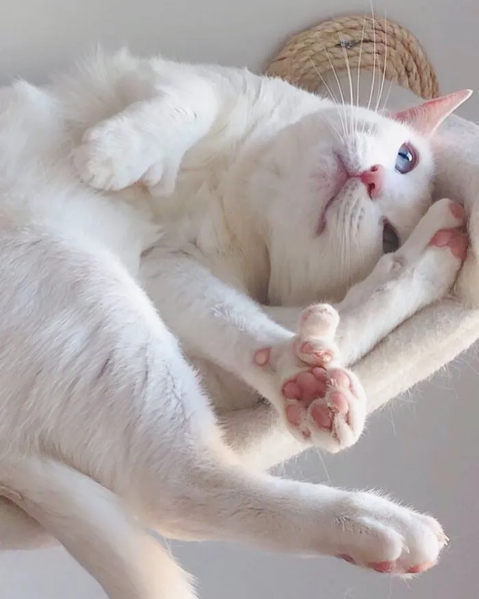 Cat With Heterochromia And Extra Toes Was Neglected And Abandoned By Previous Owners, Now Is An Instagram Star (30 Pics)