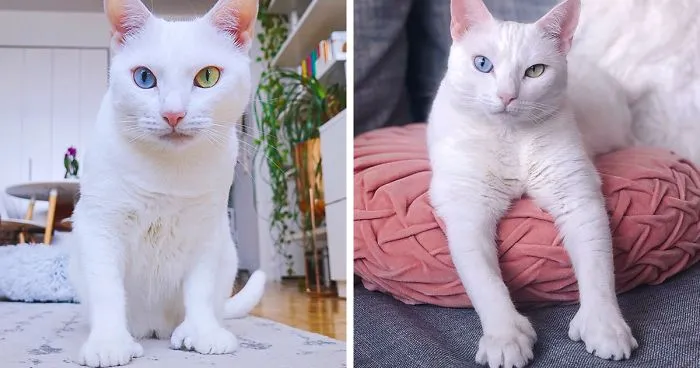 Cat With Heterochromia And Extra Toes Was Neglected And Abandoned By Previous Owners, Now Is An Instagram Star (30 Pics)