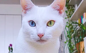 Cat With Heterochromia And Extra Toes Was Neglected And Abandoned By Previous Owners, Now Is An Instagram Star (30 Pics)