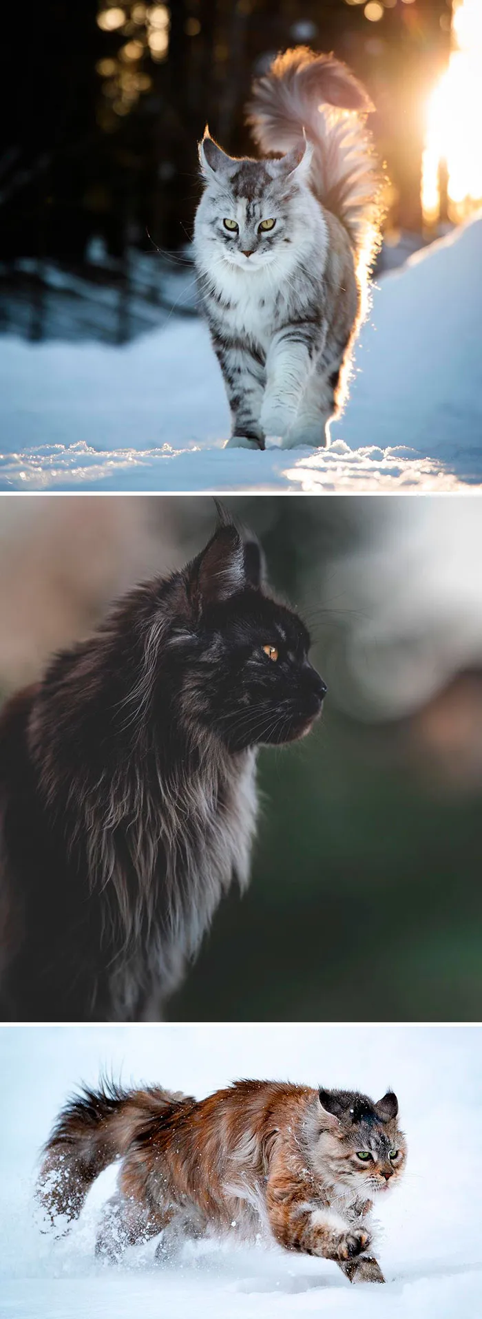 15 Fluffy Maine Coon Cats You Don't Want To Miss On Instagram