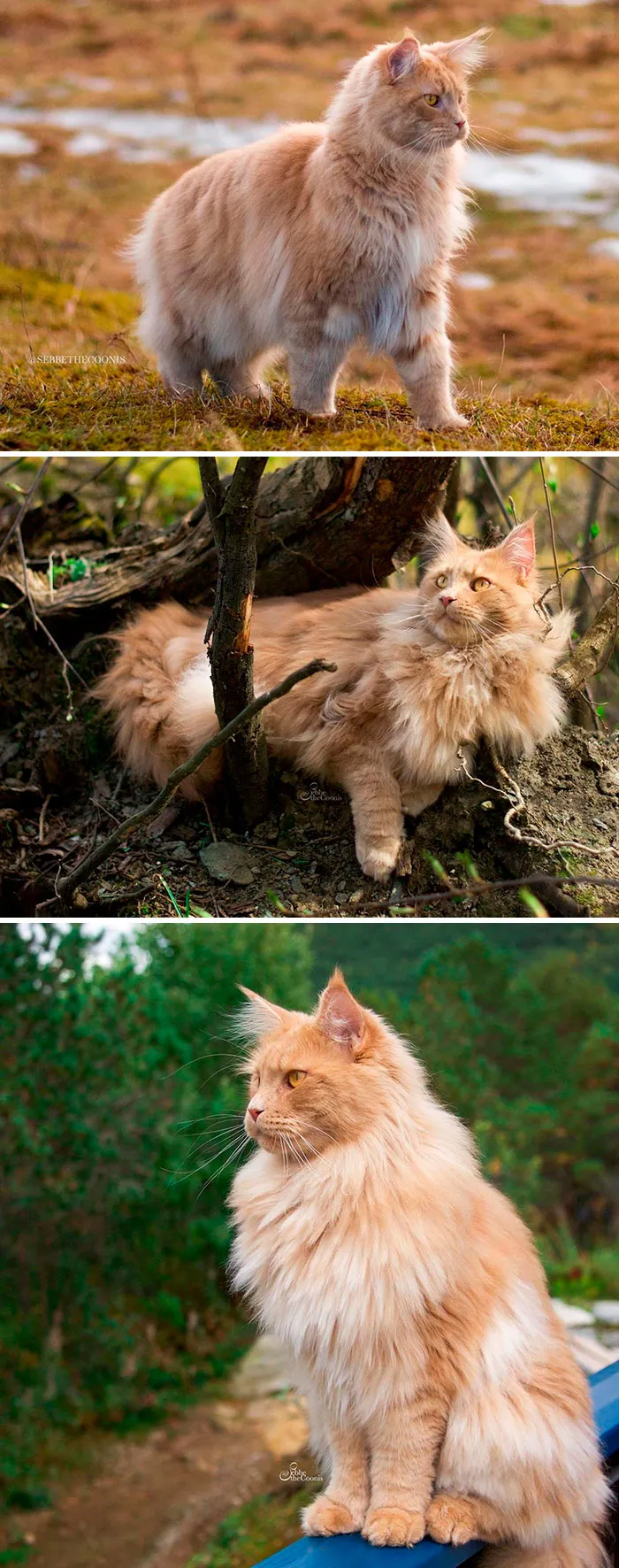 15 Fluffy Maine Coon Cats You Don't Want To Miss On Instagram