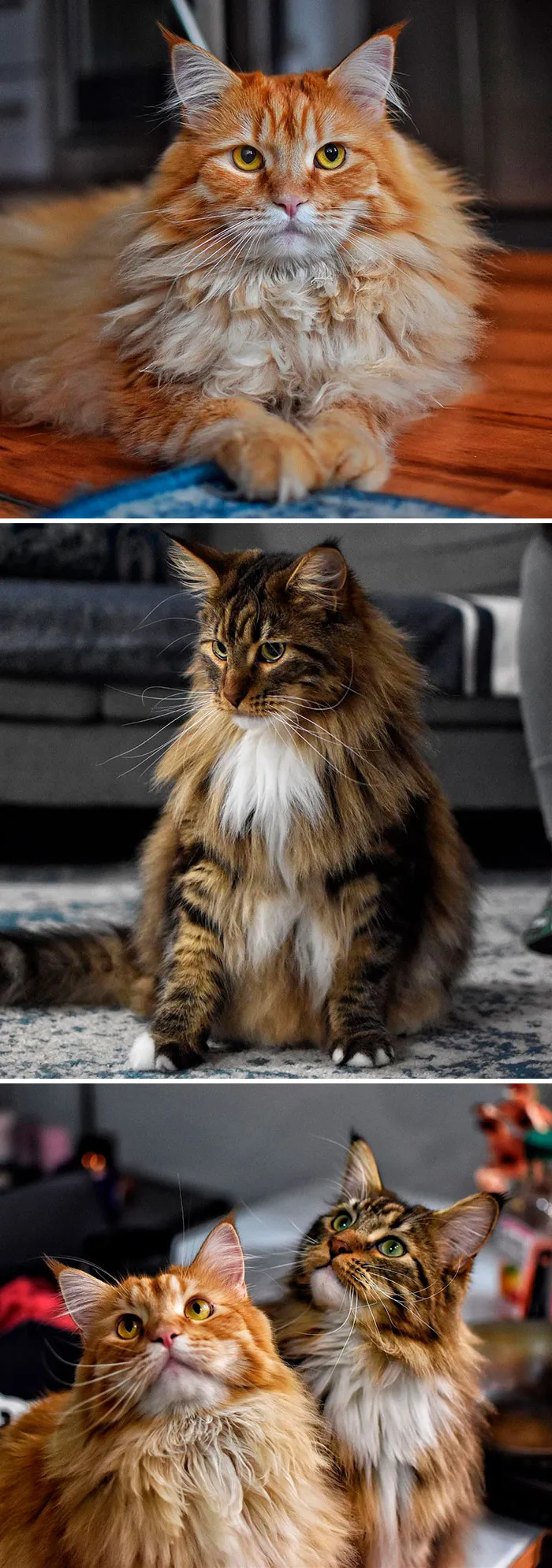 15 Fluffy Maine Coon Cats You Don't Want To Miss On Instagram
