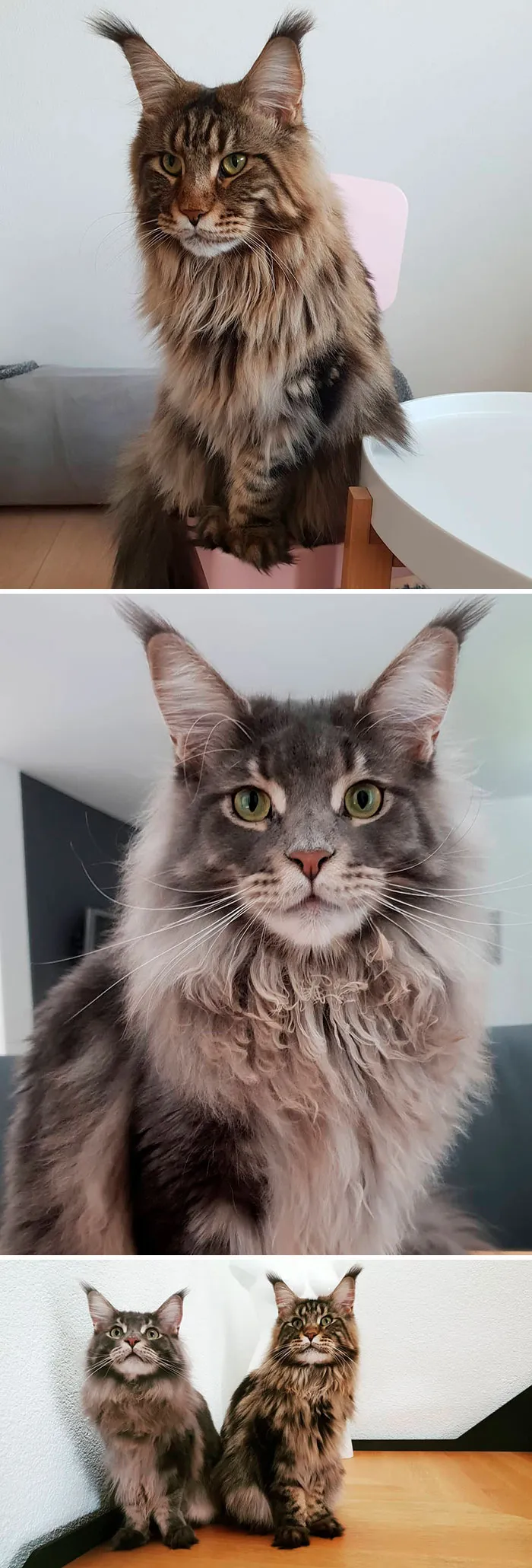15 Fluffy Maine Coon Cats You Don't Want To Miss On Instagram