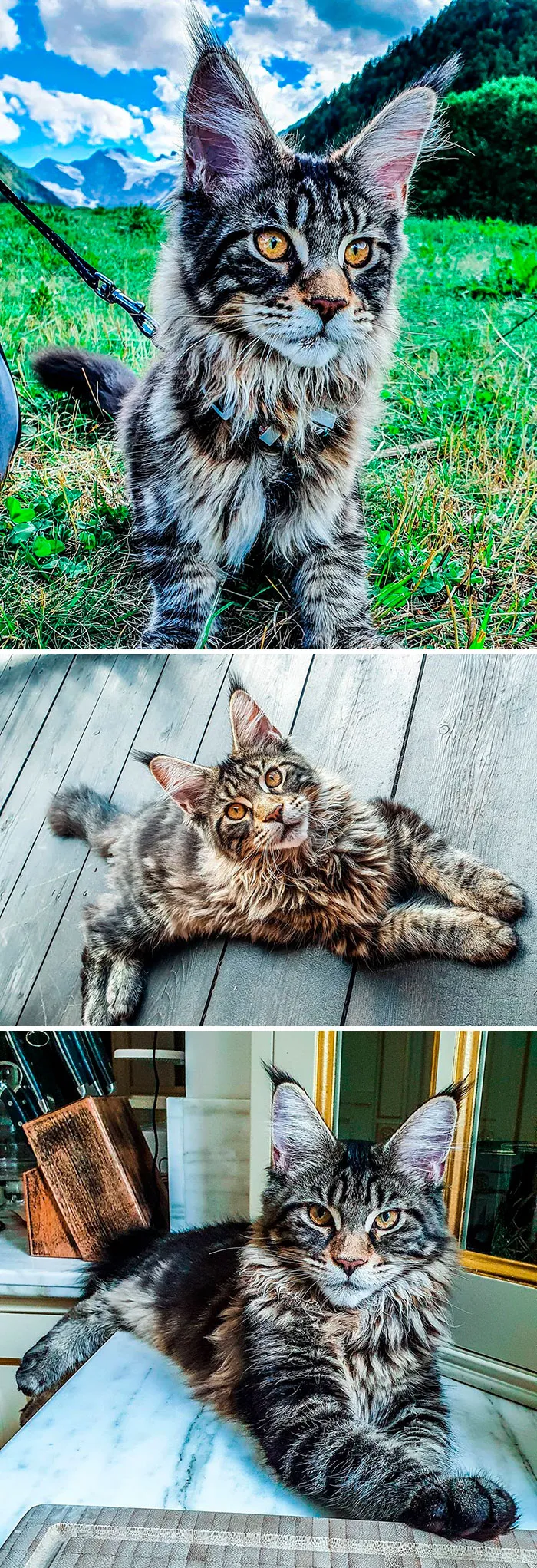 15 Fluffy Maine Coon Cats You Don't Want To Miss On Instagram