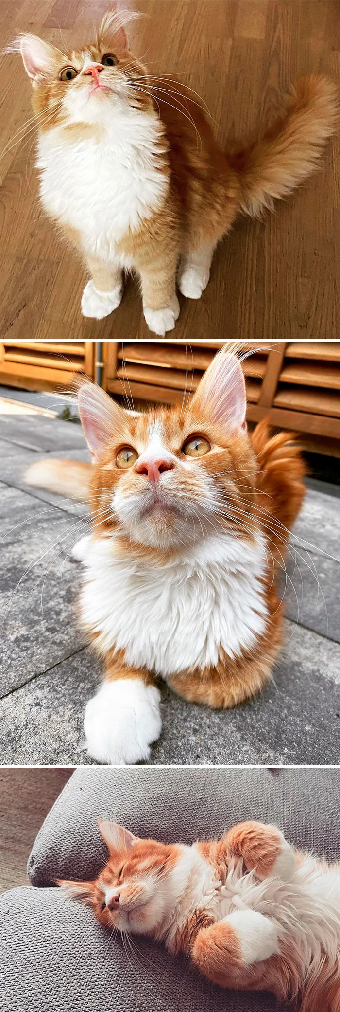 15 Fluffy Maine Coon Cats You Don't Want To Miss On Instagram