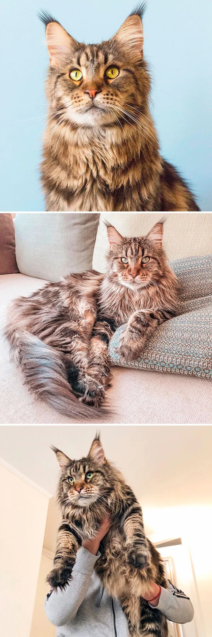 15 Fluffy Maine Coon Cats You Don't Want To Miss On Instagram