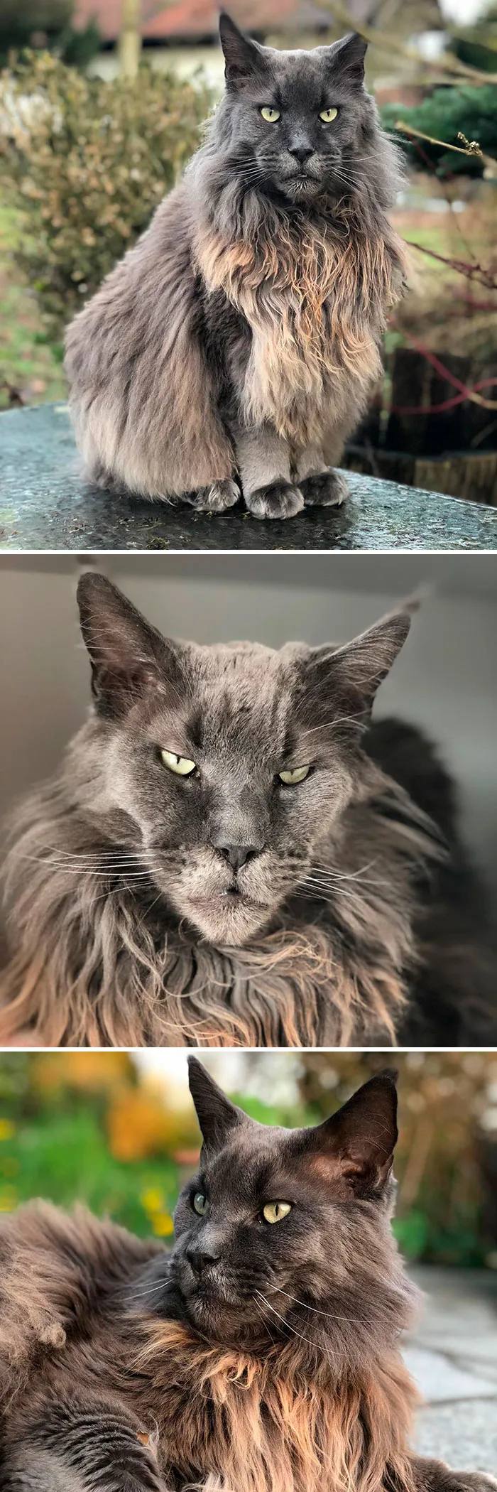 15 Fluffy Maine Coon Cats You Don't Want To Miss On Instagram