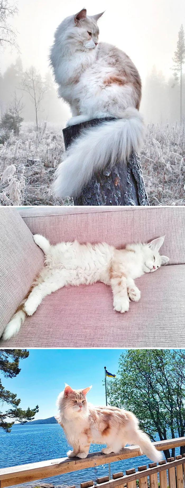 15 Fluffy Maine Coon Cats You Don't Want To Miss On Instagram