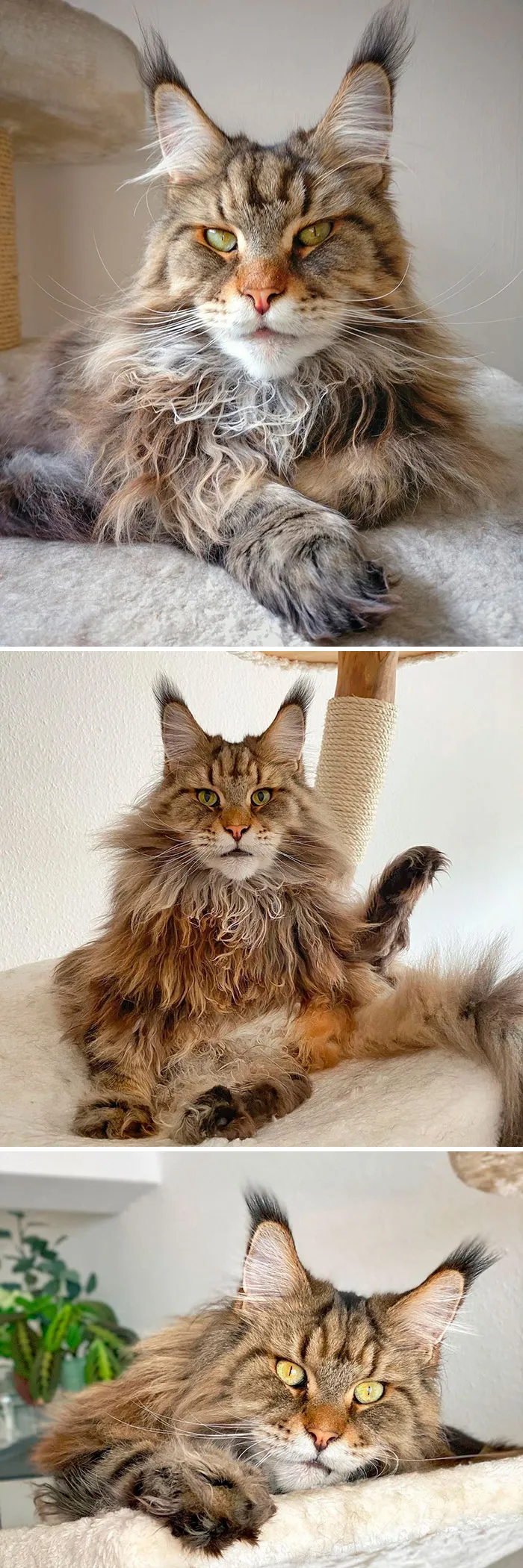 15 Fluffy Maine Coon Cats You Don't Want To Miss On Instagram