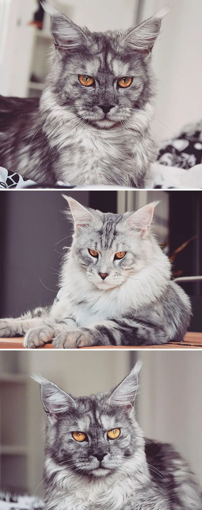 15 Fluffy Maine Coon Cats You Don't Want To Miss On Instagram