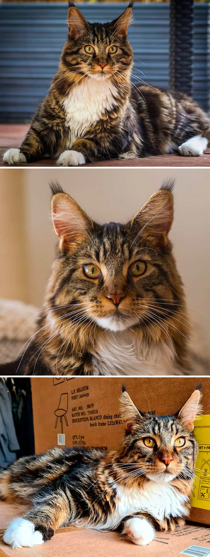 15 Fluffy Maine Coon Cats You Don't Want To Miss On Instagram