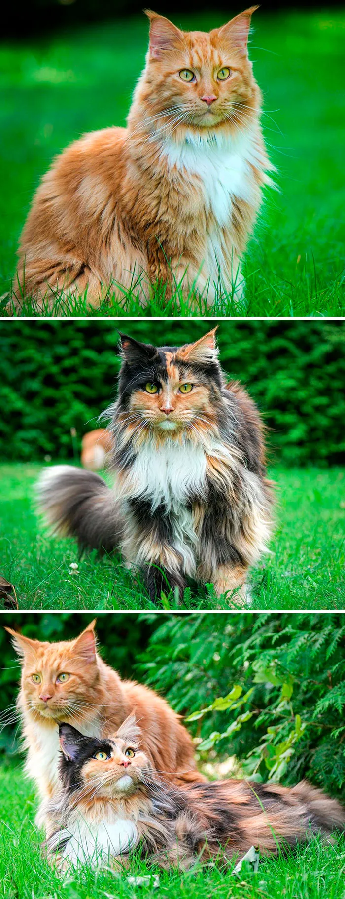 15 Fluffy Maine Coon Cats You Don't Want To Miss On Instagram