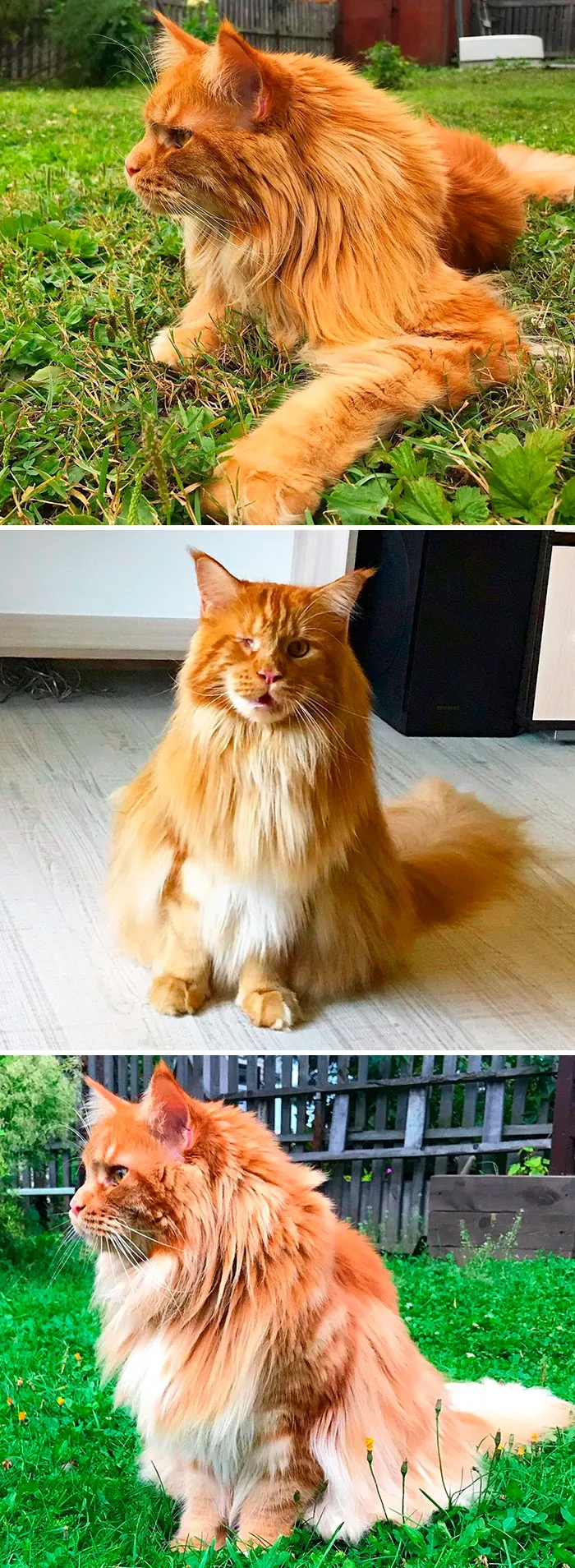 15 Fluffy Maine Coon Cats You Don't Want To Miss On Instagram
