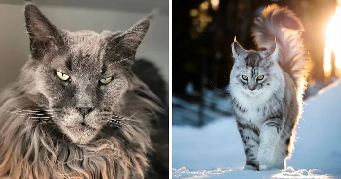 15 Fluffy Maine Coon Cats You Don't Want To Miss On Instagram