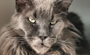 15 Fluffy Maine Coon Cats You Don't Want To Miss On Instagram