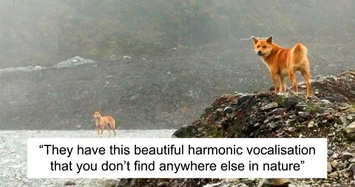 For The First Time In 50 Years, Ancient Breed Of Singing Dog Gets Spotted In The Wild