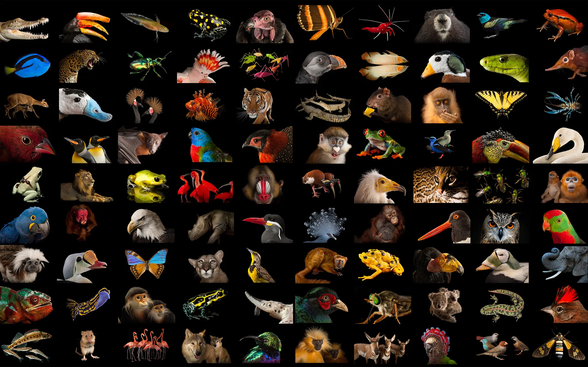 What Is The Most Amazing Animal You Know?