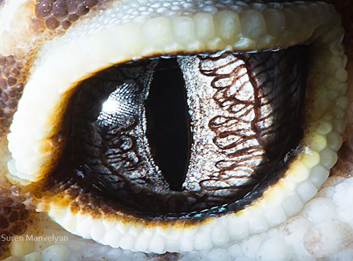 Gecko Leopardo