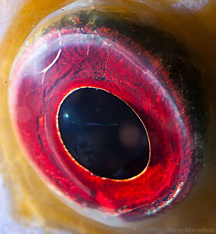 Discus Fish