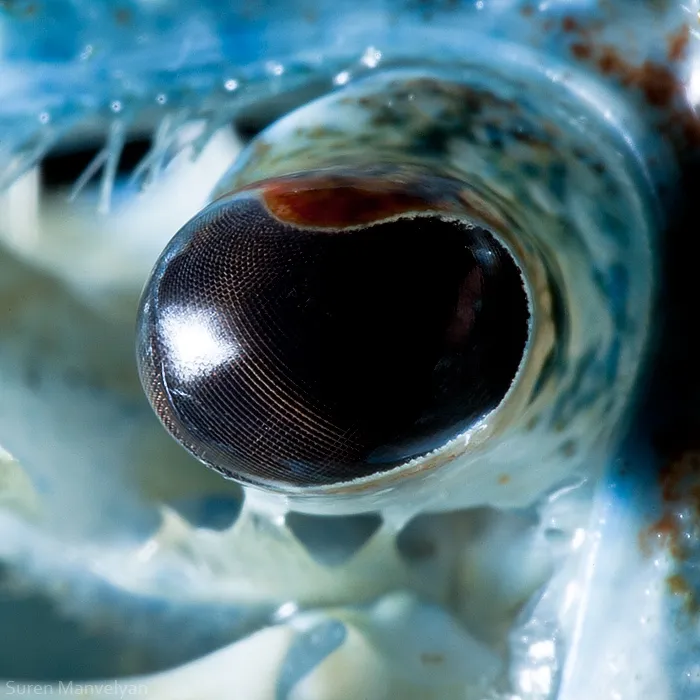 Blue Crayfish